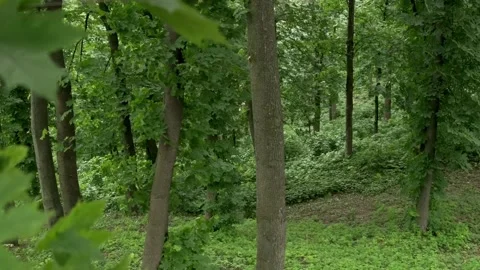 Wind in the spring forest. Green trees and bushes. Stock Footage 194537920
