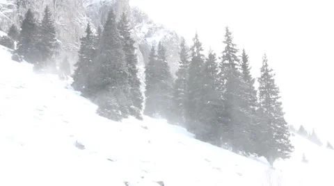 Wind spruce mountain Stock Footage 35303904