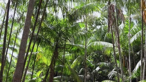 Wind stirring the palm trees of açai Stock Footage 77254240