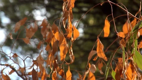 The wind stirs the autumn leaves Video stock 163618611
