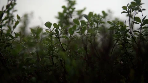 The wind stirs Blueberry with dew drops Close-Up Stock Footage 119568800