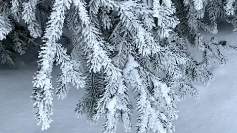 The wind stirs the branches of a spruce covered with white hoarfrost Video stock 169046536