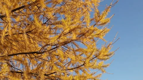 Wind stirs the bright yellow larch branches Stock Footage 68604404