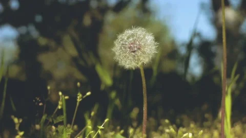 The wind stirs the dandelion in the garden Stock Footage 94223791