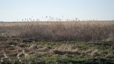 The wind stirs the dry grass, the hummocks overgrown with small green grass. Stock Footage 115890289