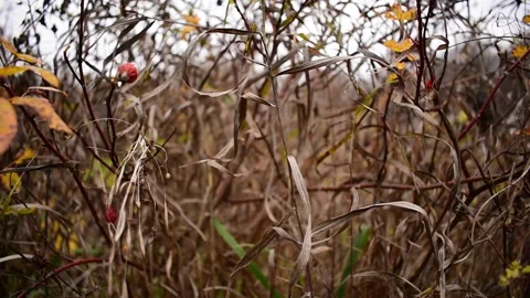 The wind stirs the dry grass in late autumn Stock Footage 143798216