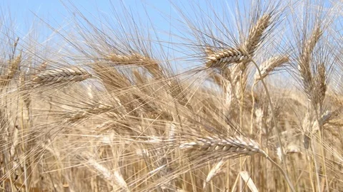 The wind stirs the ears of wheat Stock-Footage 113405855