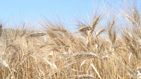 The wind stirs the ears of wheat Stock Footage