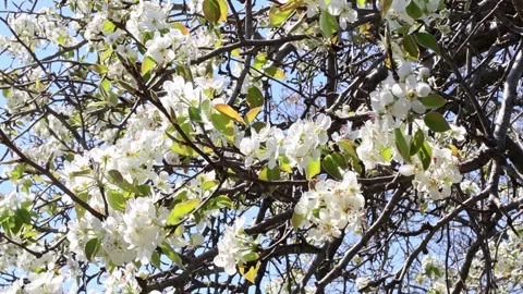 The wind stirs the flowering branches of the pear tree on a warm spring Stock Footage 303409525