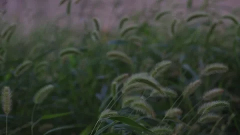 The wind stirs the foxtail grass Stock Footage 342780305