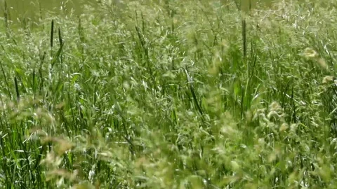 The wind stirs the grass. Stock Footage 109152684