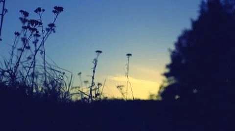 The wind stirs the grass meadow at sunset near the tree Stock Footage 60390165