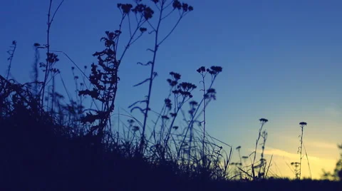 The wind stirs the grass meadow at sunset. Stock Footage 60396913