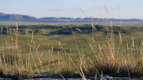 The wind stirs the grass in the stony steppee grass in the stony steppe Stock Footage 111736181
