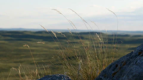 The wind stirs the grass in the stony steppee grass in the stony steppe Stock Footage 111736293