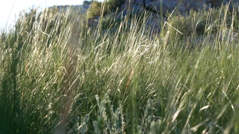 The wind stirs the grass in the stony steppee grass in the stony steppe Stock Footage 111736848