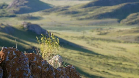 The wind stirs the grass in the stony steppee grass in the stony steppe Stock Footage 111736998