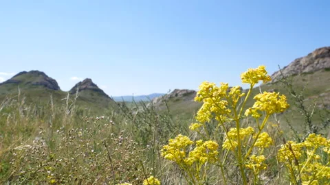 The wind stirs the grass in the stony steppee grass in the stony steppe Stock Footage 111737439