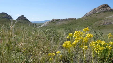 The wind stirs the grass in the stony steppee grass in the stony steppe Stock Footage 111737971