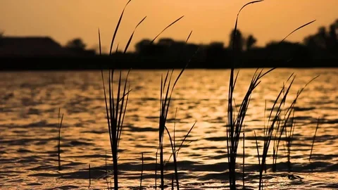 The wind stirs the grass on the water in the rays of the sunset sun Stock Footage 111213301