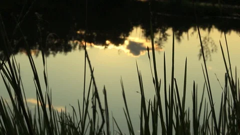 The wind stirs the grass on the water in the rays of the sunset sun Stock Footage 111214435