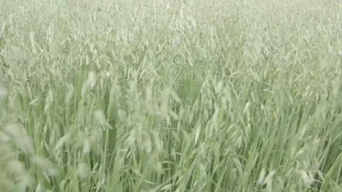 The wind stirs the green spikelets close-up Stock Footage 201427976