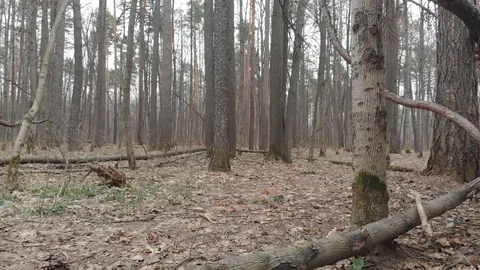 The wind stirs a large field ripened flax . Flax field in summer. Stock Footage 108537702