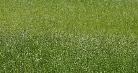 The wind stirs a large field ripened flax . Flax field in summer. Video stock 111904484