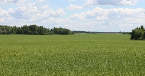 The wind stirs a large field ripened flax . Flax field in summer. Video stock 111904539