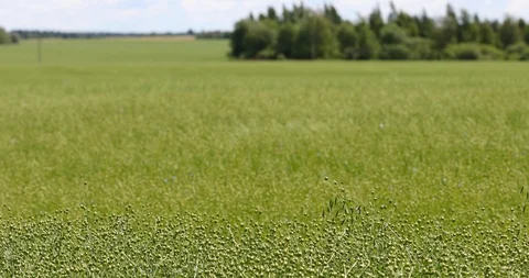 The wind stirs a large field ripened flax . Flax field in summer. Video stock 111904561