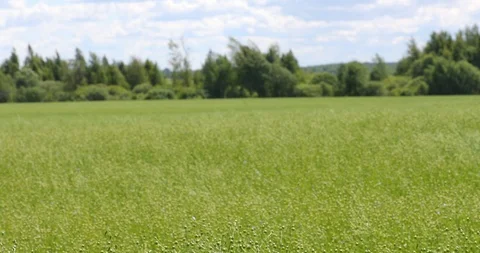The wind stirs a large field ripened flax . Flax field in summer. Stock Footage 111904584
