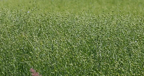 The wind stirs a large field ripened flax . Flax field in summer. Stock Footage 111904781