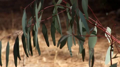 The wind stirs the leaves of the caletus tree Video stock 163618838