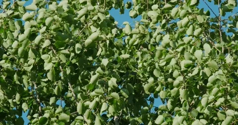 The wind stirs the leaves Stock Footage 132369467