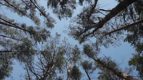 Wind stirs the tree tops Stock Footage 24384206