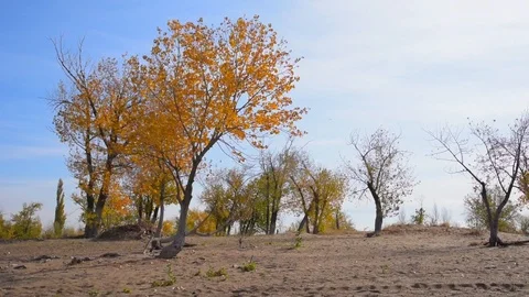 The wind stirs yellow leaves on a tree growing on sand dunes, autumn trees in Stock Footage 118505810