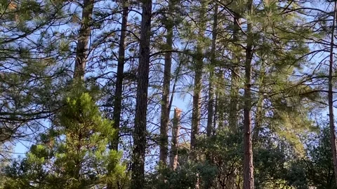 Wind Storm in Mountains Snapped Tree Stock Footage 169001910