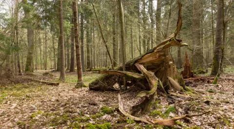 Wind storm spruce broken in spring, Bialowieza Forest, Poland, Europe Stock Photos