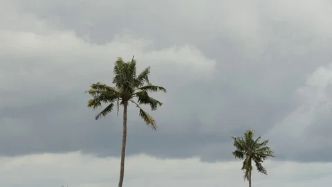 Wind  storm through Coconut Palm Tree.4k 動画素材 92911500