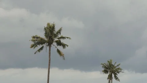 Wind  storm through Coconut Palm Tree., slow motion video Stock Footage 92912248