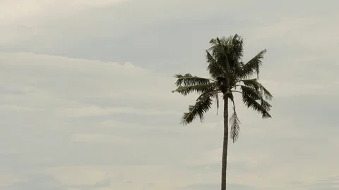 Wind  storm through Coconut Palm Tree.4k 스톡 동영상 93819266