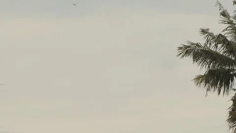 Wind storm through Coconut Palm Tree., Slide HD video Stock Footage 93819912