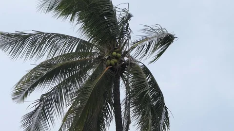 Wind  storm through Coconut Palm Tree.4k Stock Footage 107519354