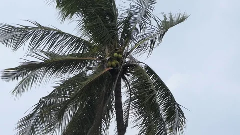Wind  storm through Coconut Palm Tree.4k Stock Footage 107522144