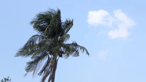 Wind  storm through Coconut Palm Tree.4k Stock Footage 107522423