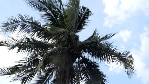 Wind  storm through Coconut Palm Tree.4k Stock Footage 107522594