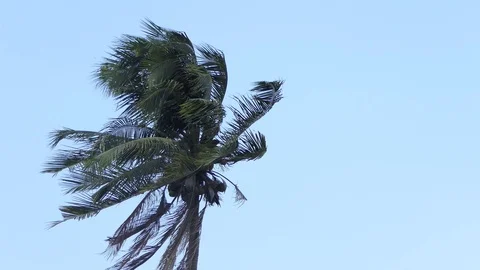 Wind  storm through Coconut Palm Tree.4k Stock Footage 107522856
