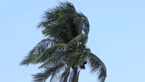 Wind  storm through Coconut Palm Tree.4k Stock Footage 107522951