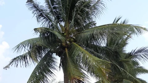 Wind  storm through Coconut Palm Tree.4k Stock Footage 108682777