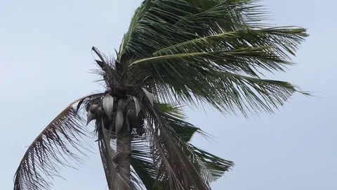 Wind storm through Coconut Palm Tree.4k Stock-Footage 108728670